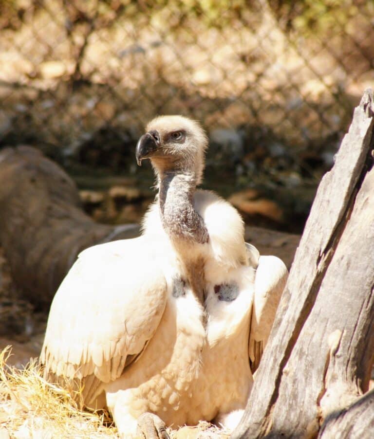 Ann Van Dyk Cheetah Centre